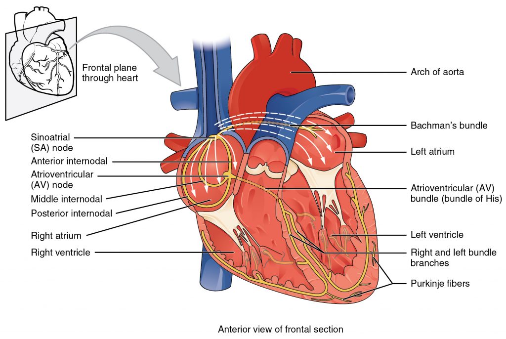 conduction system of the heart