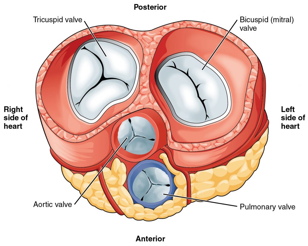 a diagram of the heart valves